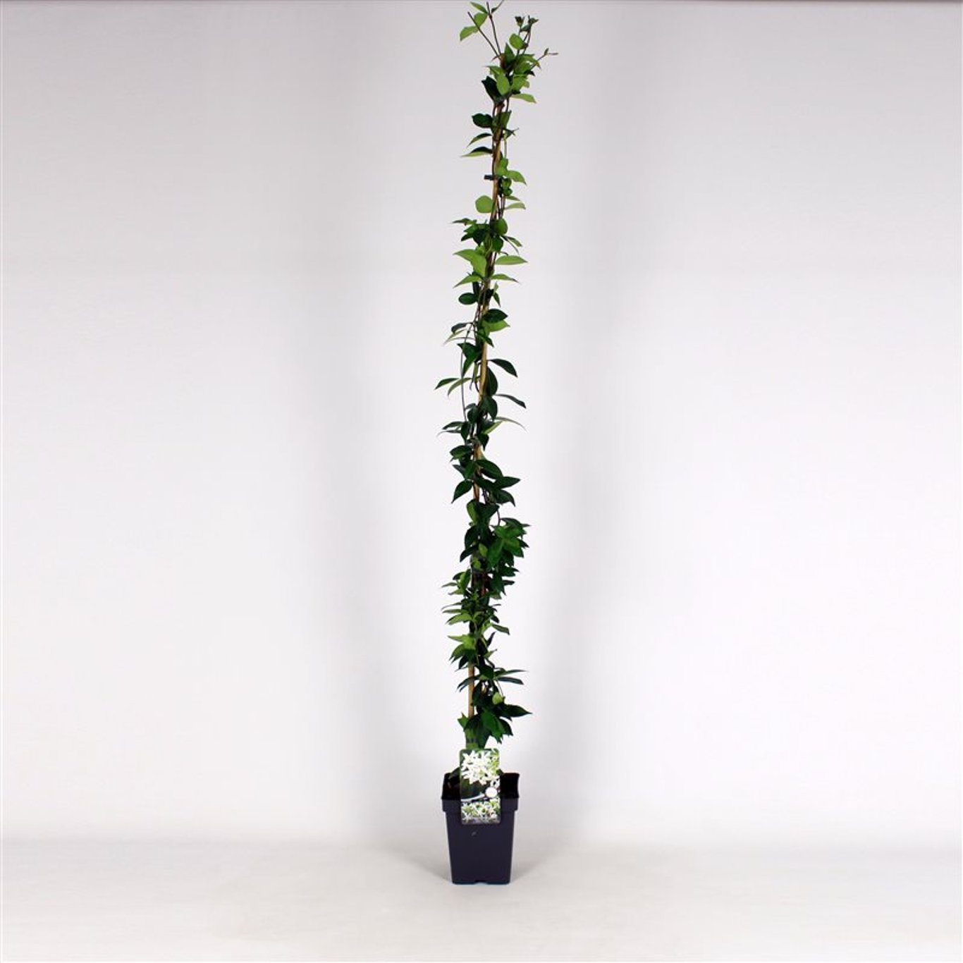 Stjärnjasmine – Trachelospermum jasminoides - C5 100-125 CM